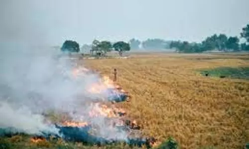 MP News: खेत में कटी पड़ी मूंगफली की फसल में लगी आग MP News: खेत में कटी पड़ी मूंगफली की फसल में लगी आग