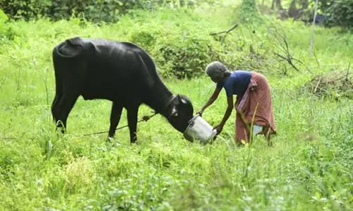 Andhra के कृषि मंत्री ने विकास के लिए पशुधन जनगणना के महत्व पर प्रकाश डाला Andhra के कृषि मंत्री ने विकास के लिए पशुधन जनगणना के महत्व पर प्रकाश डाला