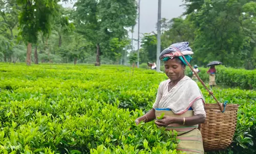 Assam :  उदलगुरी चाय बागान श्रमिकों की कठिनाइयाँ बलिदान, अधूरे सपने और बेहतर जीवन की तलाश