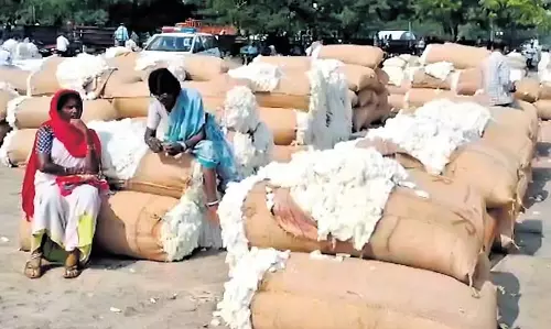 कपास की कीमतों को लेकर असमंजस से Telangana में अशांति कपास की कीमतों को लेकर असमंजस से Telangana में अशांति