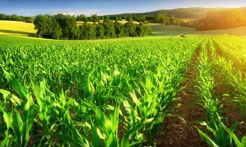 Sharda Cropchem Q2 नतीजे: लाभ ₹42.41 करोड़ रहा Sharda Cropchem Q2 नतीजे: लाभ ₹42.41 करोड़ रहा