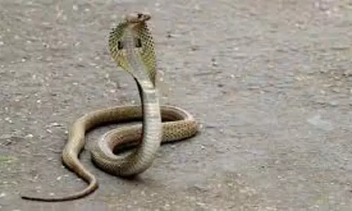 UP News: जीआरपी बैरक में सिपाही को सांप ने डसा UP News: जीआरपी बैरक में सिपाही को सांप ने डसा