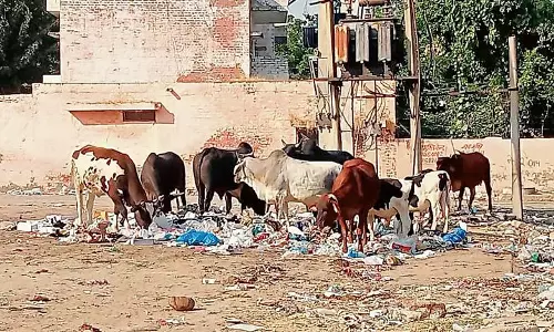 Haryana : हमारे पाठक क्या कहते हैं आवारा पशु चिंता का कारण बन गए