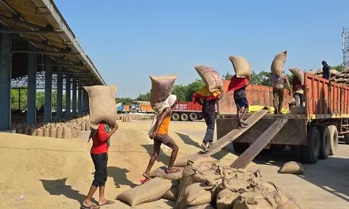 Haryana :  सरकार ने झज्जर जिले में बाजरा खरीद के लिए 65.67 करोड़ रुपये जारी