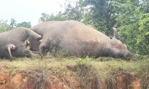 बिजली विभाग की लापरवाही से हाथी का परिवार खत्म