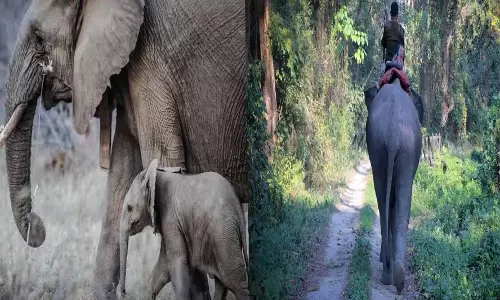 Assam : हाथियों की जनसंख्या का अनुमान लगाने के लिए Assam : हाथियों की जनसंख्या का अनुमान लगाने के लिए