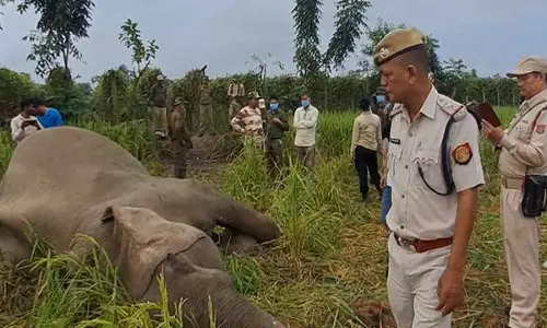 Assam: धान के खेत में जंगली हाथी मृत मिला