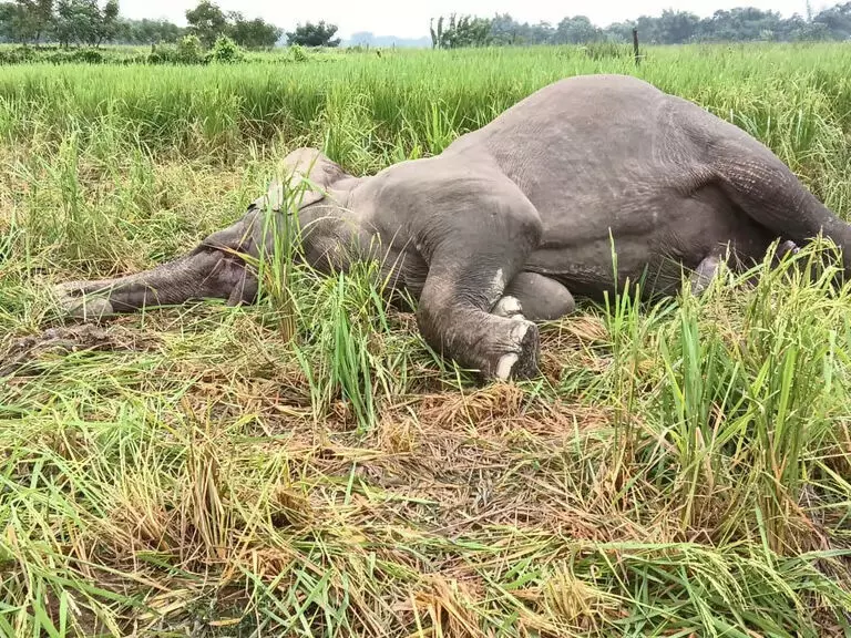 Assam : बिश्वनाथ जिले में जंगली हाथी मृत पाया गया