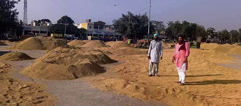 Punjab: धान उठाने में देरी से धूरी के किसान