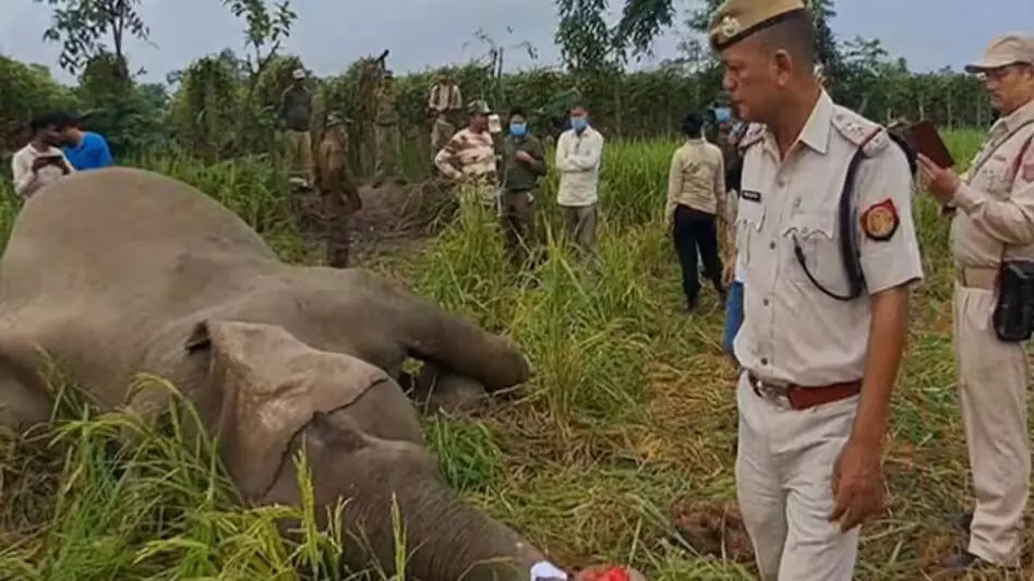 Assam के बिस्वनाथ में धान के खेत में जंगली हाथी मृत मिला