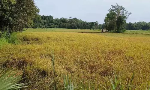 Odisha: किसानों ने फसल नुकसान का आकलन और मुआवजा मांगा Odisha: किसानों ने फसल नुकसान का आकलन और मुआवजा मांगा