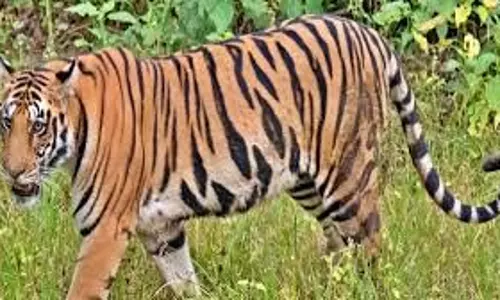 MP News:   बाघ ने चरवाहे पर किया हमला