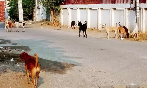 Haryana : हमारे पाठक क्या कहते हैं आवारा कुत्तों का आतंक बढ़ रहा