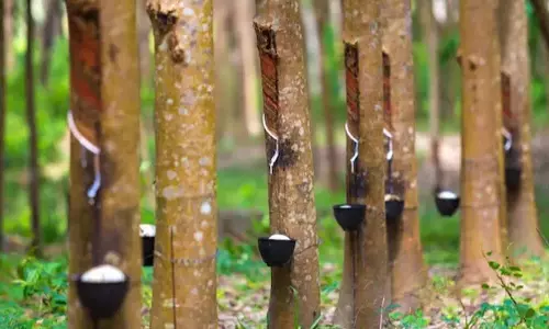 Tripura में अगले 5 साल के लिए बढ़ाया जा सकता है रबर मिशन Tripura में अगले 5 साल के लिए बढ़ाया जा सकता है रबर मिशन