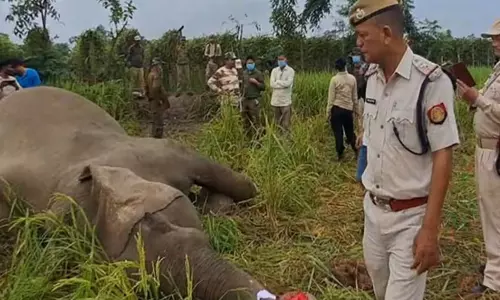 Assam के बिस्वनाथ में धान के खेत में जंगली हाथी मृत मिला