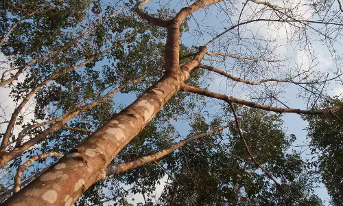 Tripura सरकार ने रबर मिशन को अगले पांच वर्षों के लिए बढ़ाने की योजना की घोषणा