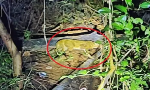 तेंदुआ नहीं, Bhubaneswar हवाई अड्डे के पास कैमरे में कैद हुई जंगली बिल्ली तेंदुआ नहीं, Bhubaneswar हवाई अड्डे के पास कैमरे में कैद हुई जंगली बिल्ली