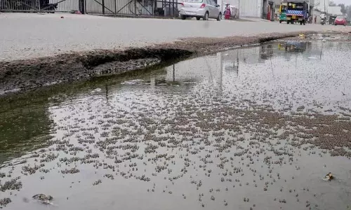 Ludhiana: डेंगू के 203 मामले पुष्ट, 534 संदिग्ध