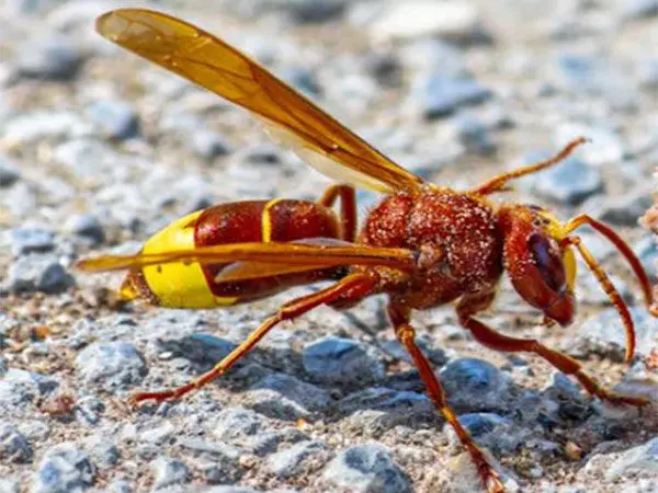 Oriental hornet के आनुवंशिक रहस्य शराब से छुटकारा पाने के लिए ले जा सकते हैं नए तरीकों की ओर