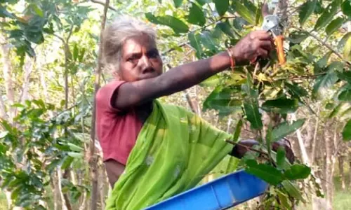ये महिला साल में 1 लाख रुपए की कर रही है अतिरिक्त आमदनी