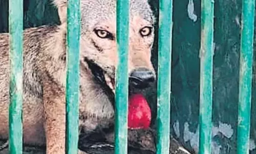 मध्य प्रदेश में भेड़ियों को रेडियो कॉलर लगाया जाएगा