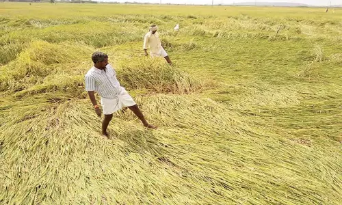 Andhra: प्रकाशम प्रशासन ने फसल क्षति का आकलन किया