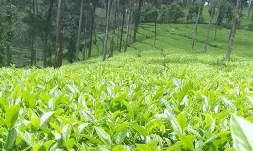 KERALA : उत्पादन घटने से चाय की कीमतें बढ़ीं, किसान खुश KERALA : उत्पादन घटने से चाय की कीमतें बढ़ीं, किसान खुश