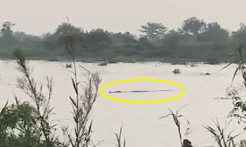 Bhadrak जिले में नदी किनारे से मगरमच्छ ने भैंस को दबोचा Bhadrak जिले में नदी किनारे से मगरमच्छ ने भैंस को दबोचा