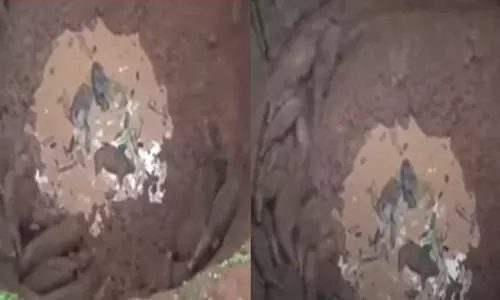Keonjhar में 20 जंगली सूअर कुएं में गिरे, बचाव अभियान जारी