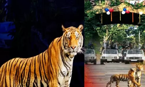 Maharashtra से बाघिन को ओडिशा के सिमलीपाल बाघ अभयारण्य में लाया गया, आज छोड़ा गया Maharashtra से बाघिन को ओडिशा के सिमलीपाल बाघ अभयारण्य में लाया गया, आज छोड़ा गया