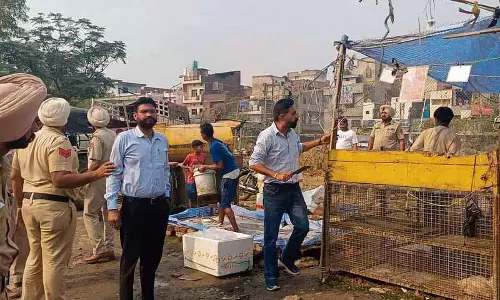 MC की टीमों ने बुद्ध नाला के आसपास अवैध वध के खिलाफ बड़ा अभियान चलाया