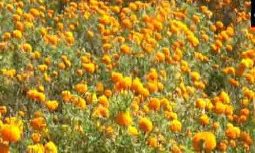 Udhampur: किसानों ने गेंदे के फूलों की कटाई शुरू की Udhampur: किसानों ने गेंदे के फूलों की कटाई शुरू की