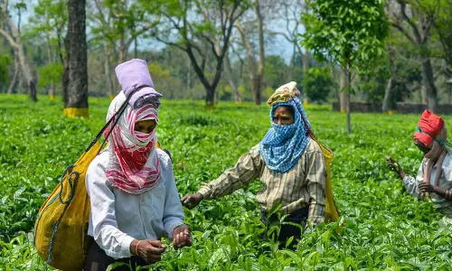 Assam सरकार ने चाय बागानों की जमीन पर अवैध आवास के खिलाफ सख्त नियम लागू Assam सरकार ने चाय बागानों की जमीन पर अवैध आवास के खिलाफ सख्त नियम लागू