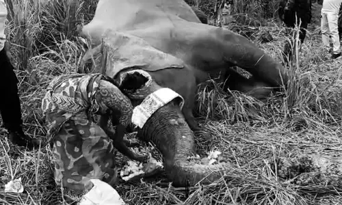 Assam : बेहाली में हाथी मृत पाया गया Assam : बेहाली में हाथी मृत पाया गया