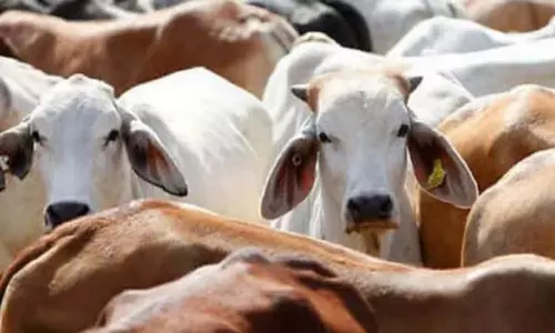 Rajasthan सरकार का नया आदेश: गायों के लिए आवारा शब्द का इस्तेमाल अपमानजनक