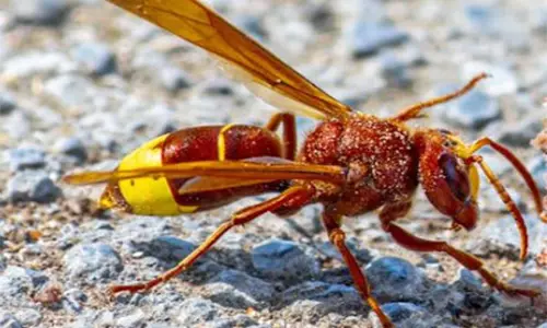 Oriental hornet के आनुवंशिक रहस्य शराब से छुटकारा पाने के लिए ले जा सकते हैं नए तरीकों की ओर Oriental hornet के आनुवंशिक रहस्य शराब से छुटकारा पाने के लिए ले जा सकते हैं नए तरीकों की ओर