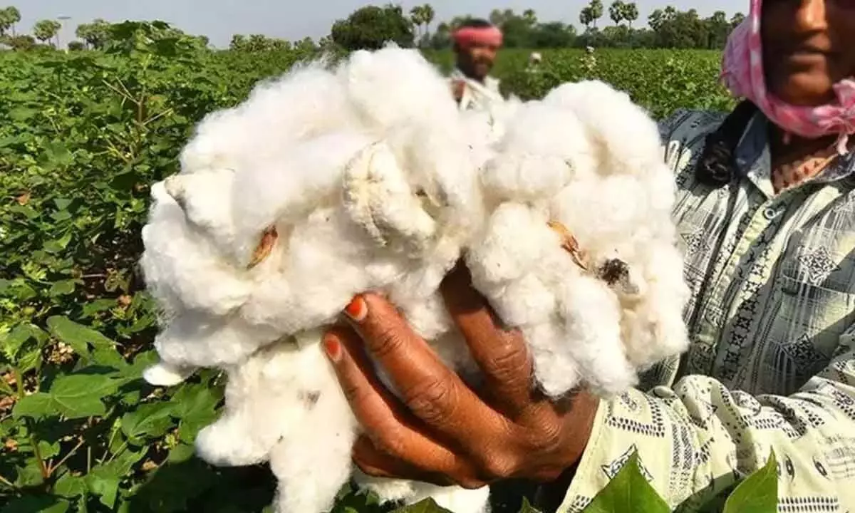 Andhra Pradesh: कपास खरीद के लिए पंजीकरण शुरू