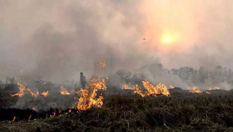 Punjab: धान की कटाई मालवा में स्थानांतरित, खेतों में आग भी लगी