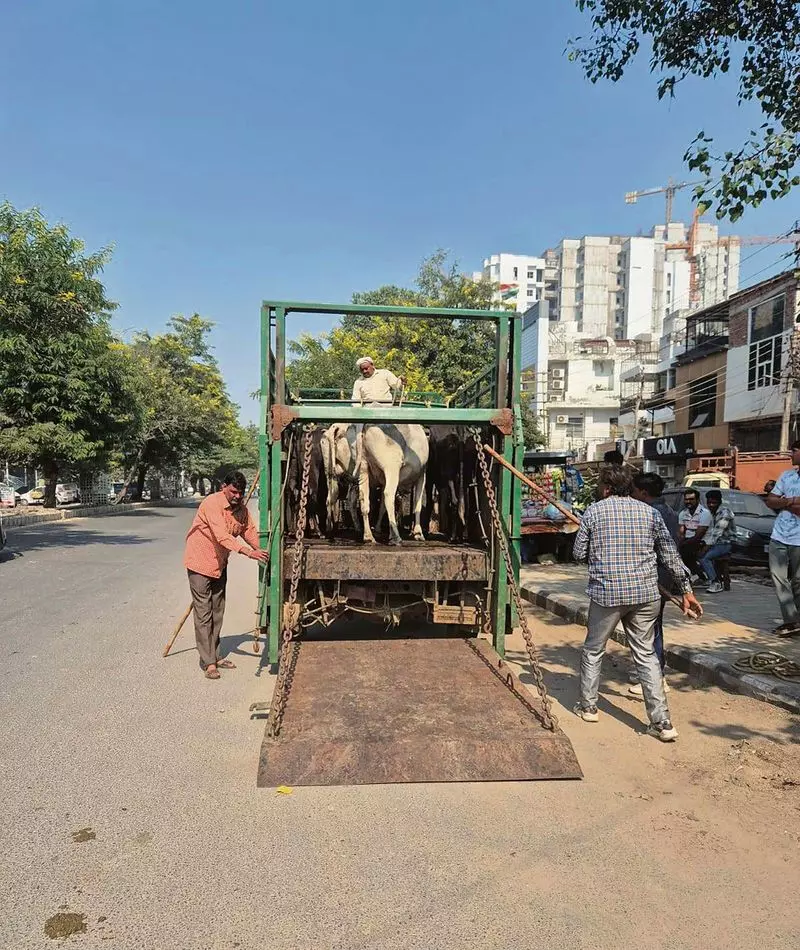 Haryana : आवारा पशुओं का खतरा फरीदाबाद नगर निगम ने 3 दिनों में 175 गायों को उठाया