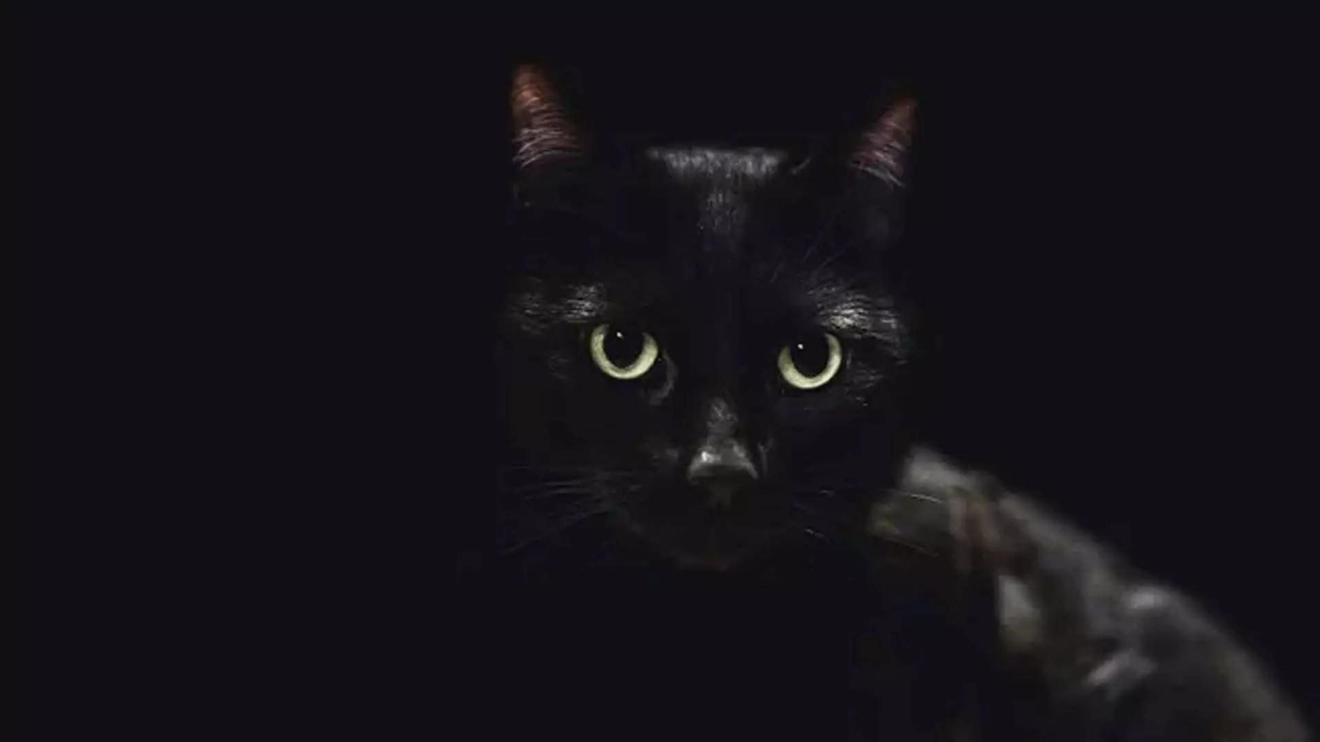 Black Cats से लेकर सफ़ेद स्पिरिट भालुओं तक