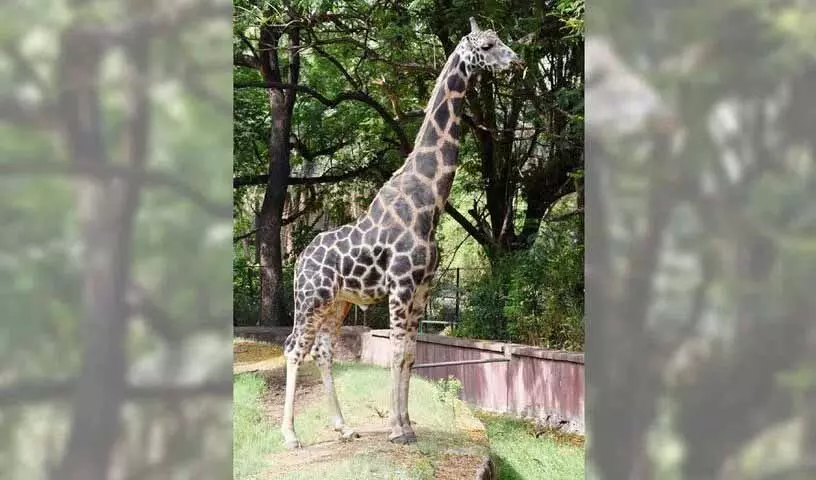 Nehru Zoo Park में 20 वर्षीय जिराफ़ ‘सुनामी बसंत’ की मौत