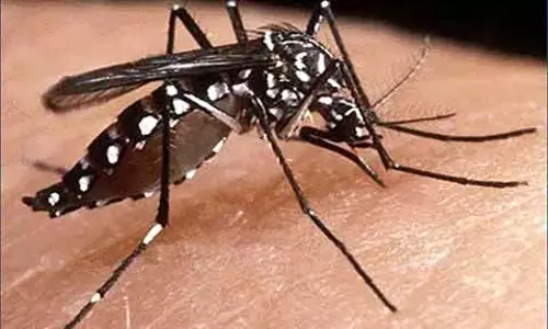 Jammu में डेंगू का प्रकोप कम हुआ, ग्राफ में मामूली गिरावट देखी गई