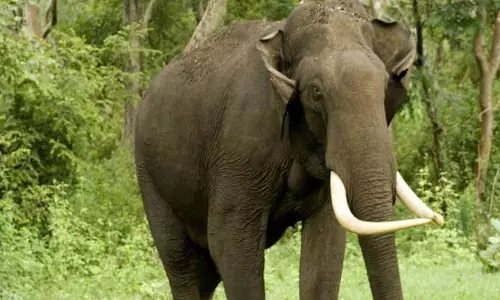 ग्रामीण को हाथी ने कुचला, मौत