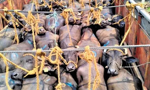 आंध्र के पालनाडु में अवैध पशु परिवहन, वध जारी