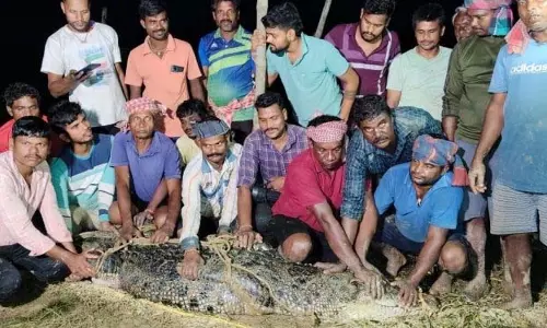 14 फीट लंबे मगरमच्छ को बचाया गया