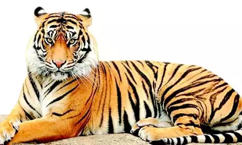 GOA: महादेई को टाइगर रिजर्व के रूप में अधिसूचित करने की जोरदार मांग