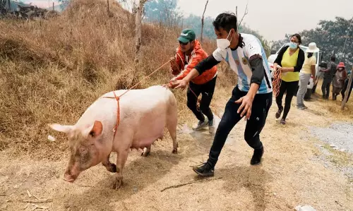 Mizoram : एएसएफ का प्रकोप जारी रहने के कारण 38 हजार से अधिक सूअर मारे गए
