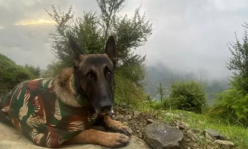 Jammu में आतंकवाद विरोधी अभियान में भारतीय सेना का खोजी कुत्ता फैंटम मारा गया