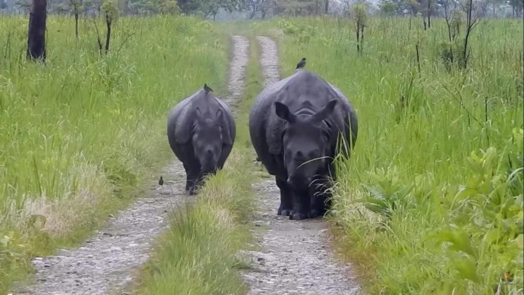 Assam के मानस नेशनल पार्क में लगी देशी-विदेशी पर्यटकों की भीड़