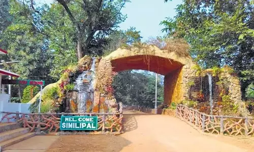Odisha: सिमिलिपाल में जमुना का साथ देंगे पांच और बाघ Odisha: सिमिलिपाल में जमुना का साथ देंगे पांच और बाघ